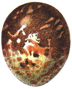 Æg af en honningvåge (Pernis apivorus), 1923 af Adolphe Philippe Millot