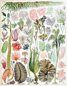 Illustration af alger og tang c.1923