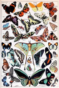 Illustration af sommerfugle og møl c.1923 af Adolphe Philippe Millot