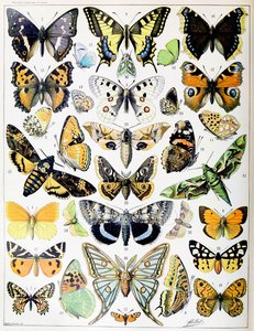 Illustration af sommerfugle og møl c.1923