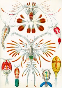 Illustration af stenpodder, ca. 1909 af Adolphe Philippe Millot