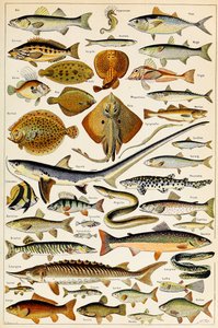 Illustration af spiselig fisk, ca. 1923