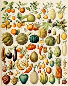 Illustration af frugt ca. 1923 af Adolphe Philippe Millot