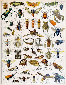 Illustration af insekter c.1923