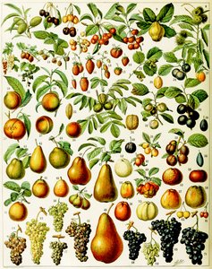 Illustration af frugt ca. 1923