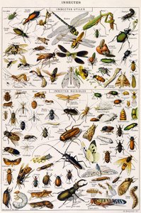 Illustration af nyttige insekter og skadedyr ca. 1923 (litho)