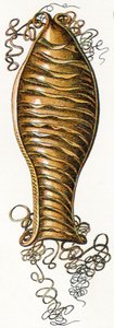 Ægget af kattehaj (Scyliorhinus), 1923 af Adolphe Philippe Millot