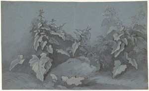 Plante undersøgelse af Adriaan Boudewyns