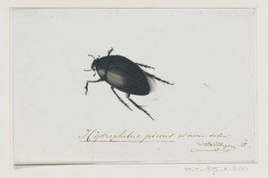 Sort vandbille Hydrophilus picens (titel på objekt) af Adriaan van der Willigen
