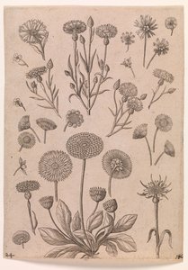 Kornblomster af Adriaen Collaert