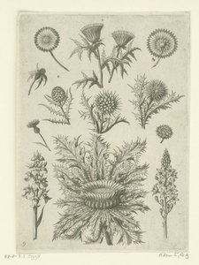 Fjernt på forskellige måder Florilegium (serietitel) af Adriaen Collaert