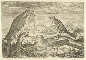 Tre fugle i et landskab Avium Vivae (serietitel) Fugle (serietitel) af Adriaen Collaert