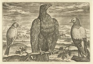 Tre fugle i et landskab Avium Vivae (serietitel) Fugle (serietitel) af Adriaen Collaert