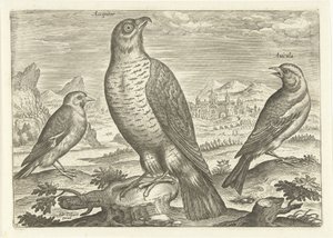 Tre fugle i et landskab Fugle (serietitel) Avium vivae (serietitel) af Adriaen Collaert