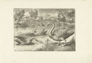 Tre svaner i en dam Fugle (serietitel) Avium vivae (serietitel) af Adriaen Collaert