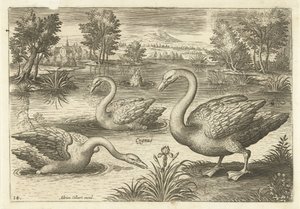 Tre svaner i en dam Fugle (serietitel) Avium vivae (serietitel) af Adriaen Collaert