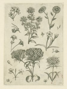 Søde William og andre blomster Florilegium (serietitel) af Adriaen Collaert