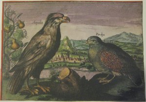 Ørn og agerhøne, Iconotheca Valvasoriana af Adriaen Collaert