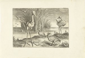 Nogle vandfugle på en kyst Fugle (serietitel) Avivm vivae (serietitel) af Adriaen Collaert