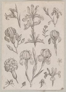 Iriser af Adriaen Collaert