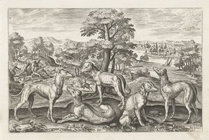 jagthunde Firebenede dyr (serietitel) Animalivm Qvaddrvpedvm (serietitel) af Adriaen Collaert