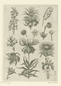 Kejserkrone, orkidé og liljekonvaller Florilegium (serietitel) af Adriaen Collaert