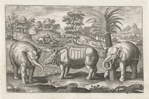 Elefanter og næsehorn Firebenede dyr (serietitel) Animalivm Qvaddrvpedvm (serietitel) af Adriaen Collaert