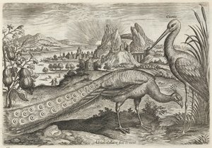 Påfugl og stork
