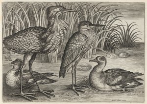  af Adriaen Collaert