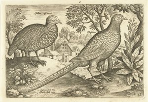 To høns i et landskab Avivm Vivae (serietitel) Fugle (serietitel) af Adriaen Collaert