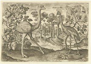 To flyveløse fugle i et landskab Avium Vivae (serietitel) Fugle (serietitel) af Adriaen Collaert