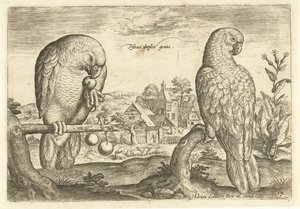 To papegøjer i et landskab Avium Vivae (serietitel) Fugle (serietitel) af Adriaen Collaert