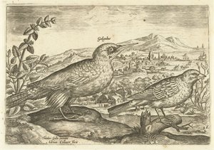To fugle i et landskab Avium Vivae (serietitel) Fugle (serietitel) af Adriaen Collaert