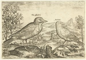 To fugle i et landskab Fugle (serietitel) Avium Vivae (serietitel) af Adriaen Collaert
