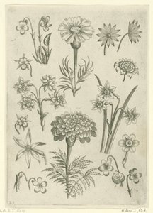 Forskellige blomster, violer og påskeliljer Florilegium (serietitel) af Adriaen Collaert