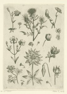 Forskellige blomster, herunder akeleje og cyclamen Florilegium (serietitel) af Adriaen Collaert