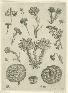 Forskellige blomster, herunder krysantemum og tidsel Florilegium (serietitel) af Adriaen Collaert