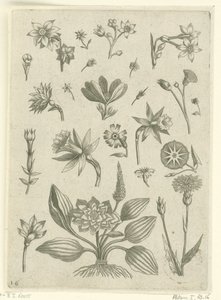 Forskellige blomster, herunder trompetpåskeliljer Florilegium (serietitel) af Adriaen Collaert
