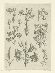 Fire store liljer og nogle mindre blomster Florilegium (serietitel) af Adriaen Collaert