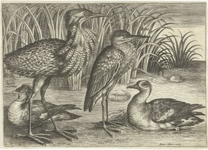 Fire vadefugle langs en flodbred Fugle (serietitel) Avivm vivae (serietitel) af Adriaen Collaert