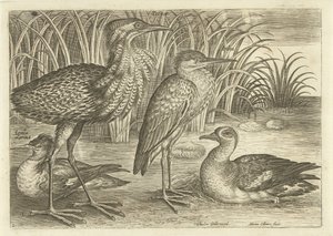 Fire vadefugle langs en flodbred Fugle (serietitel) Avivm vivae (serietitel) af Adriaen Collaert