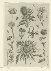 Solsikke og andre blomster. Florilegium (serietitel) af Adriaen Collaert