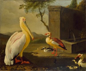 Orientalske fugle, 1683