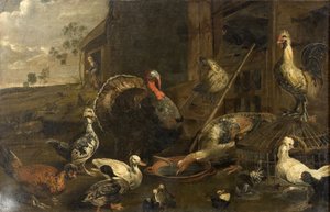 Høns, ænder og en kalkunhane