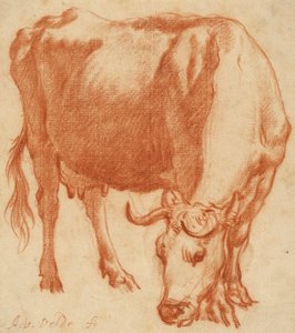 En ko, der græsser, ca. 1663 (rødkridttegning)