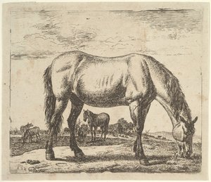 Græssende hest, fra forskellige dyr. af Adriaen van de Velde