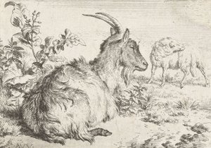 Liggende ged, 1670 af Adriaen van de Velde