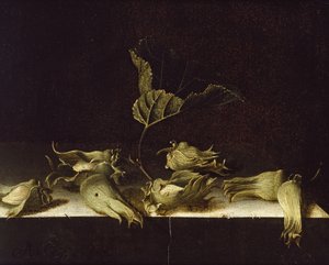 Stilleben med hasselnødder, 1696 (olie på papir)