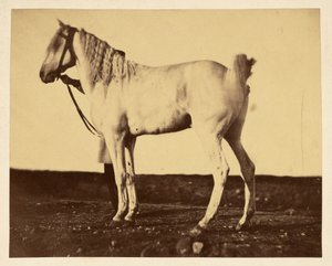 [Hest]