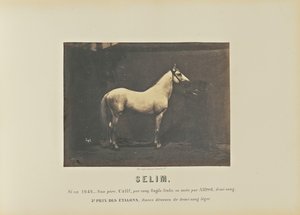 Selim af Adrien Alban Tournachon
